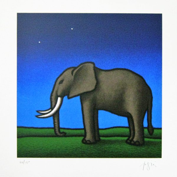 50x50 Elefante