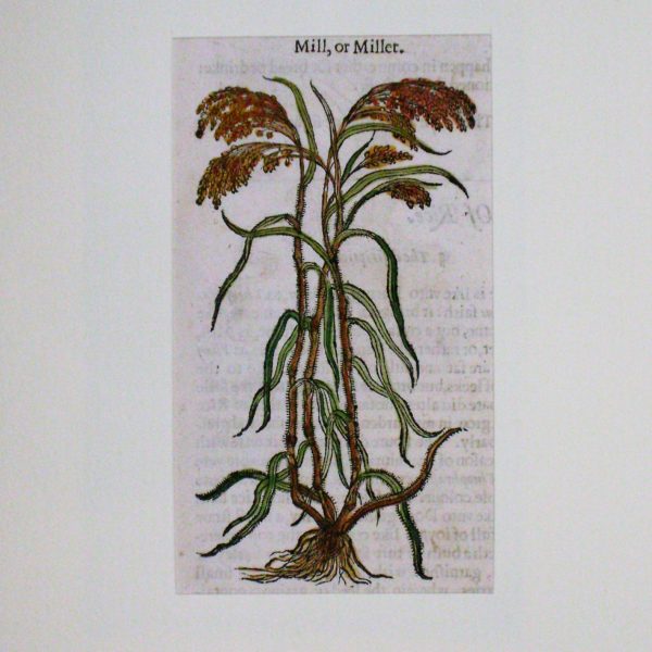 mill-or-millet